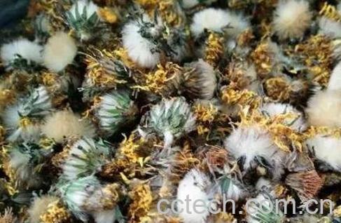 蒲公英泡水喝的功效-1