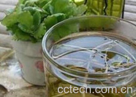 蒲公英泡水喝的功效-0