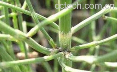 拔骨草的功效与作用-0