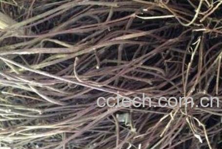 拔骨草的功效与作用-1