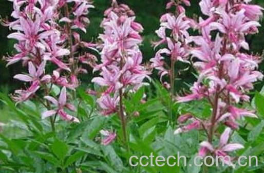 拔骨牛的功效与作用-0