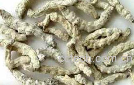 白僵虫的功效与作用-0