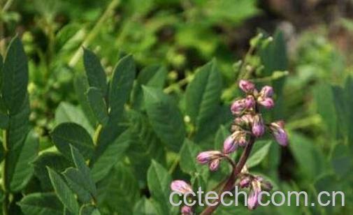 拔骨牛的功效与作用-1