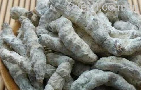 白僵虫的功效与作用-1