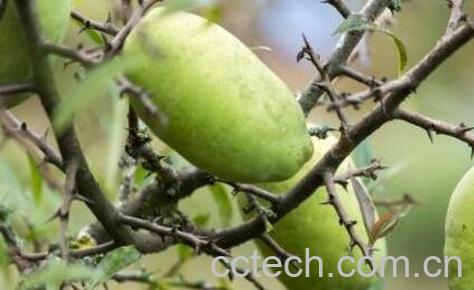 白花果皮的功效与作用及药用价值-0