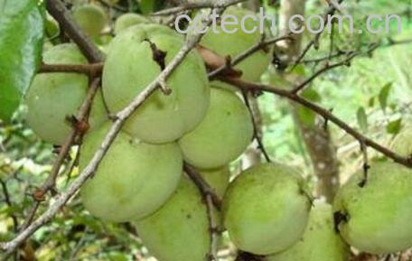 白花果皮的功效与作用及药用价值-1