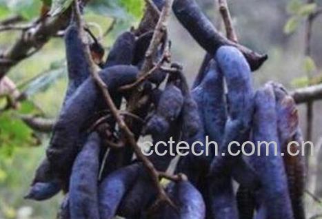 猫屎瓜的功效与作用及药用价值-0