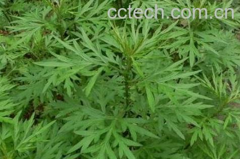 野艾蒿的功效与作用-1