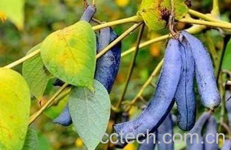 猫屎瓜的功效与作用及药用价值-1