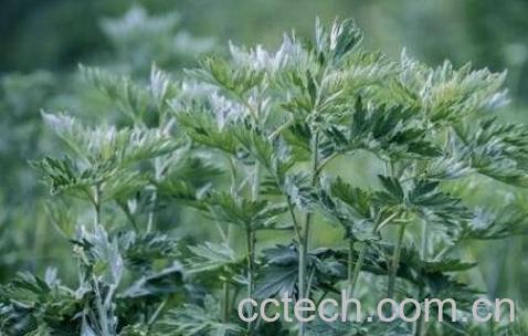 野艾蒿的功效与作用-0