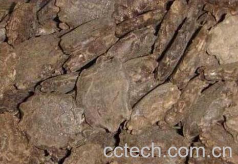 木鳖子的功效与作用及药用价值-1