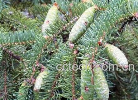 球球果什么 球球果的功效与药用价值-0