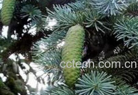 球球果什么 球球果的功效与药用价值-1