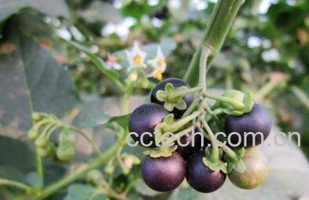 黑星星果的药用价值-1