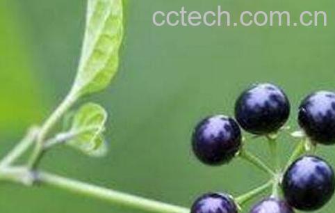 黑星星果的药用价值-0