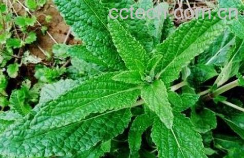 癞蛤蟆草的功效与作用及药用价值-0