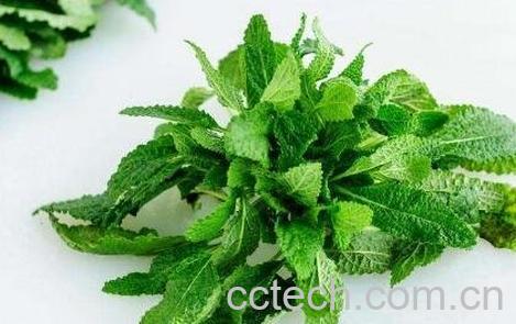 癞蛤蟆草的功效与作用及药用价值-1