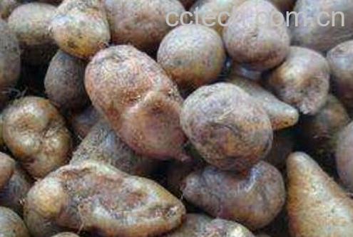 凤凰卵的功效与作用 凤凰卵的药用价值-1