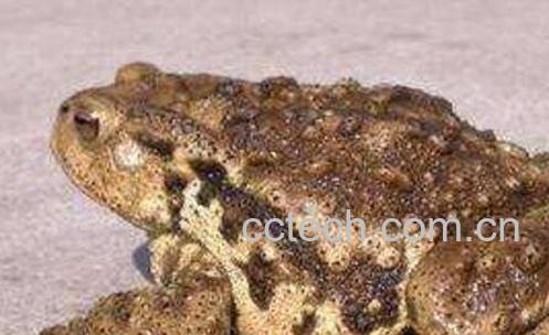 癞蛤蟆皮的功效与作用及药用价值-0