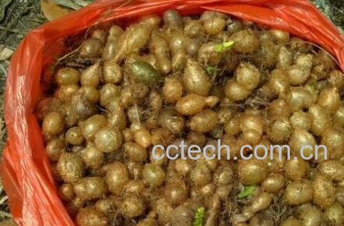 凤凰卵的功效与作用 凤凰卵的药用价值-0