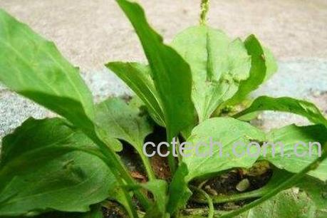 猪耳朵草的药用价值-0