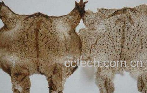 癞蛤蟆皮的功效与作用及药用价值-1