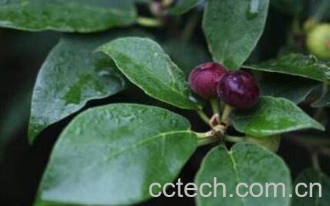 矮小天仙果的功效及药用价值-0