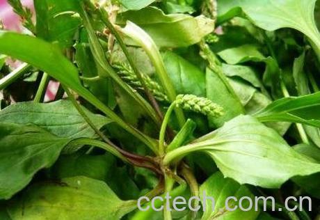 猪耳朵草的药用价值-1