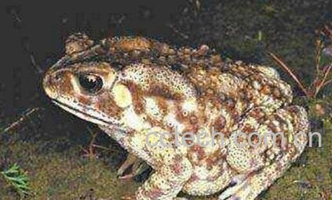 癞蛤蟆的功效与作用-0