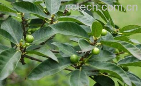 矮小天仙果的功效及药用价值-1