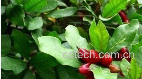 神秘果树叶的功效-0