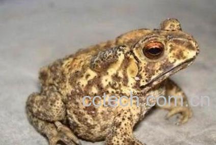 癞蛤蟆的功效与作用-1