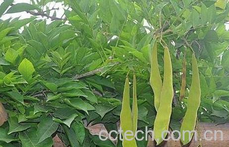  紫藤果的药用价值-0