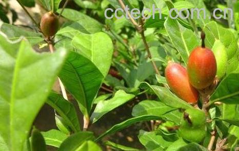 神秘果树叶的功效-1