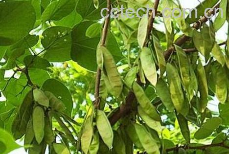  紫藤果的药用价值-1