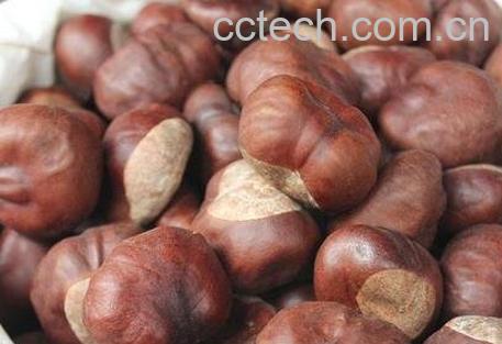 梭罗果的药用价值-1