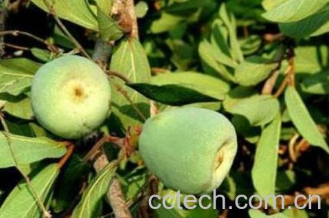  凉粉果的药用价值-1