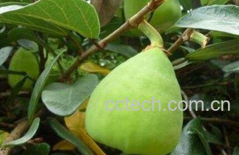  凉粉果的药用价值-0