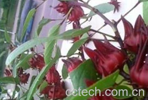 红桃k怎么吃效果最好 红桃k果吃新鲜的怎么吃-1