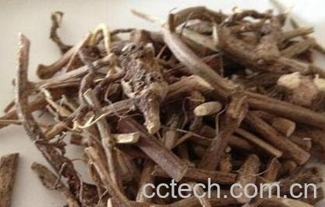 五香藤的功效与作用及药用价值-0