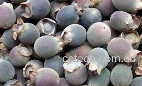 捻子果的药用价值-1