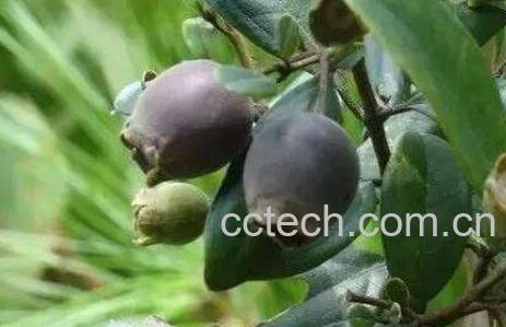 捻子果的药用价值-0