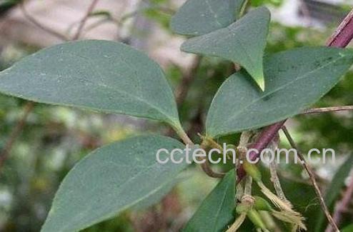 五香血藤的功效与作用及药用价值-0