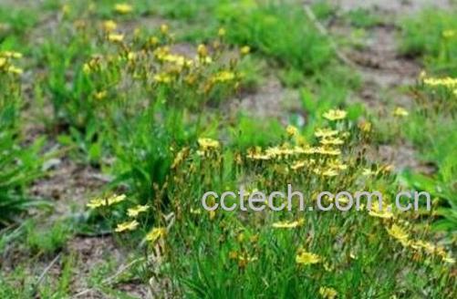 多裂蒲公英的功效与作用-0