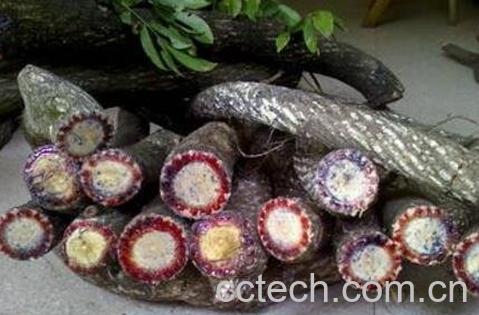 五香血藤的功效与作用及药用价值-1