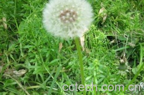 多裂蒲公英的功效与作用-1