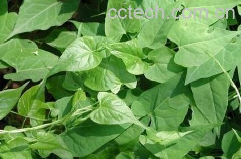 鲜的何首乌藤的功效与作用-0