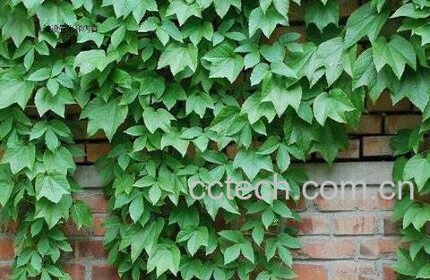 五叶崖爬藤的功效与药用价值-1