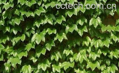 五叶崖爬藤的功效与药用价值-0