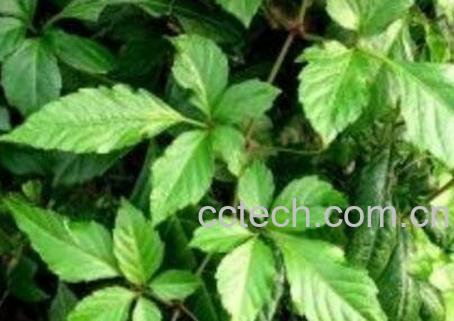 五叶藤的功效与作用及药用价值-0